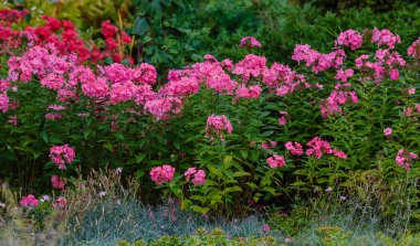 Pembe feniks çiçekleri çalıların üzerinde yeşillikle