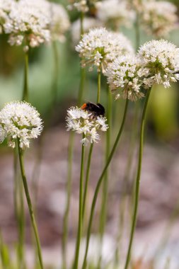 Beyaz yaban arılı ittifaklar, yakın çekim.