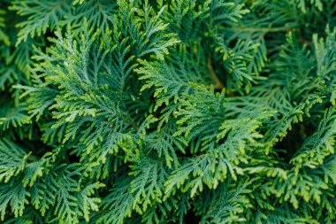 Yeşilli yeşil ardıç iğneleri, yakın çekim.