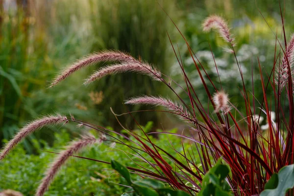 Pennisetum Setaceum Cresce All Aperto Con Verde Sullo Sfondo — Foto Stock