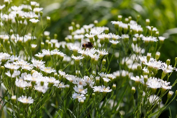 Дикие Маргаритки Растущие Поле Пчелами — стоковое фото
