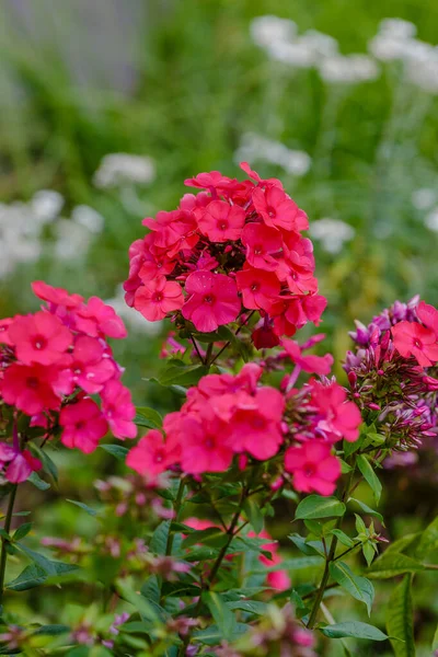 Bush Red Phlox Flowers Bush Greenery — Stock Photo, Image