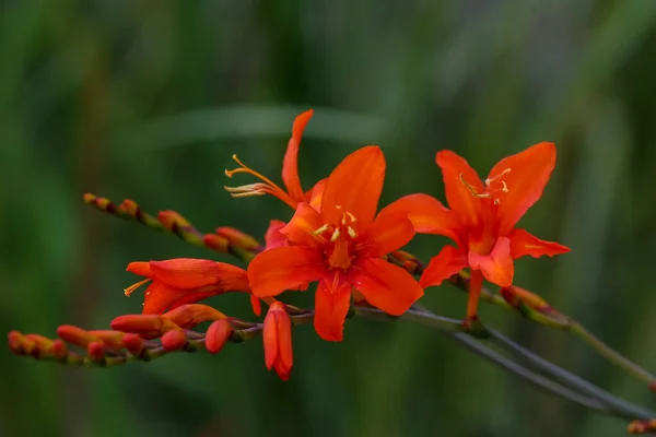 Crocosmia Red Flowers Stem Close Shot — Stock Photo, Image