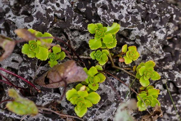 Naturstein Mit Grünen Pflanzen Und Moos Bedeckt — Stockfoto