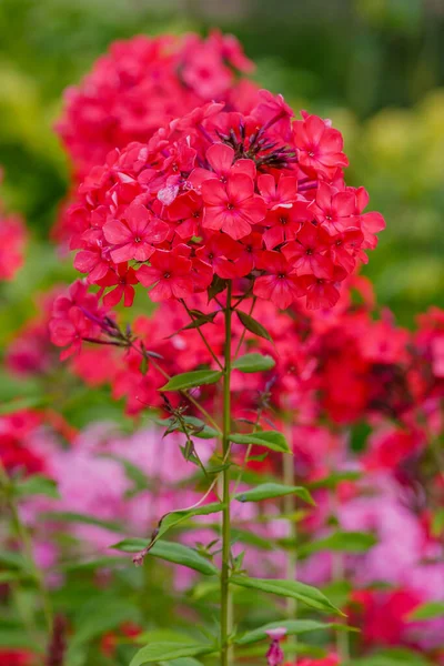 Krzew Czerwonych Kwiatów Floksu Krzewie Zielenią — Zdjęcie stockowe