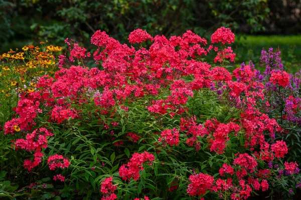 Buske Röda Flox Blommor Buske Med Grönska — Stockfoto