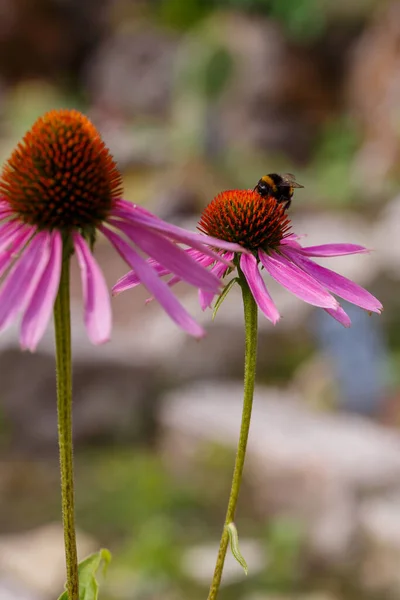 Twee Roze Echinacea Bloemen Met Hommel Close Schot — Stockfoto