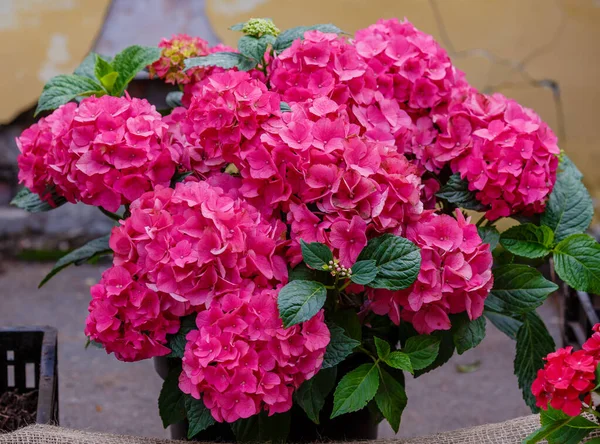 Bush Pink Hydrangeas Green Leaves — Stock Photo, Image