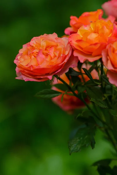 Frodiga Orange Rosor Med Grönska Bakgrunden — Stockfoto