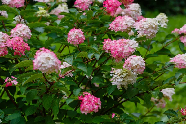 Buisson Hortensias Roses Blanches Entouré Verdure — Photo