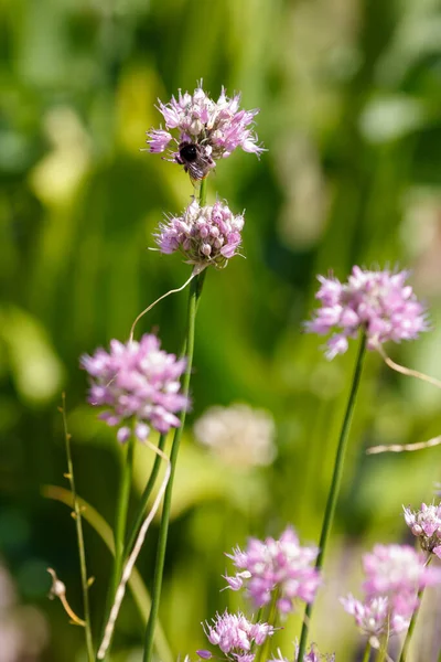 Pink Alliums Bumblebee Close Shot — Stock Photo, Image