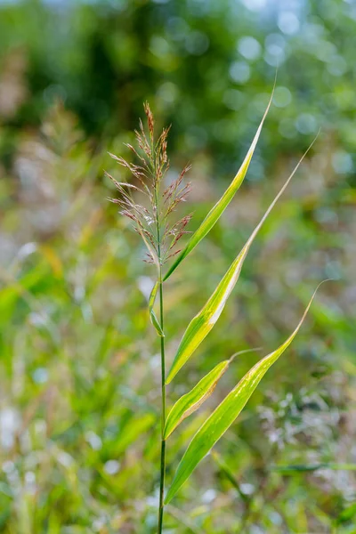 Spikelet Vilt Gräs Med Grönska Bakgrunden — Stockfoto