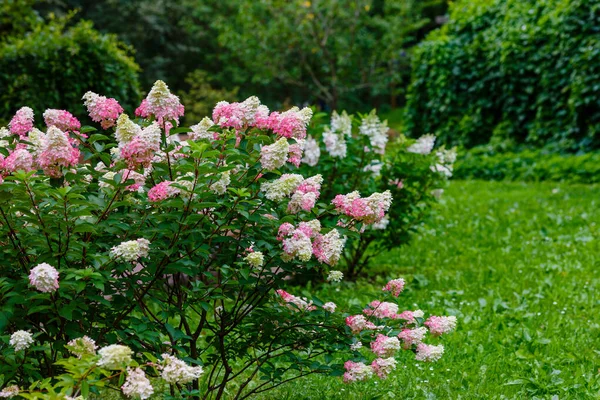 Rózsaszín Fehér Hortenziák Bokra Növényzettel Körülvéve — Stock Fotó