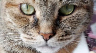 Kedi yüzünün görüntülerini kapat.