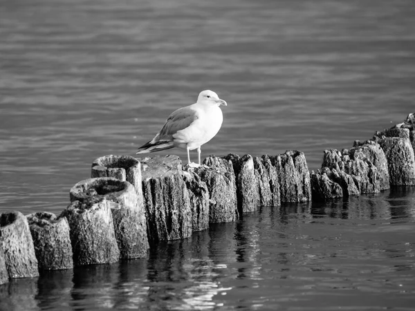 Gaviota sentada sobre un pilar — Foto de Stock