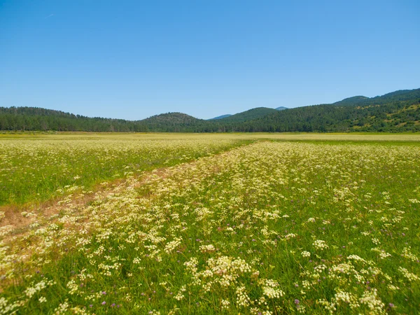 Petelinje intermittent lake in dry summer season — Stock Photo, Image