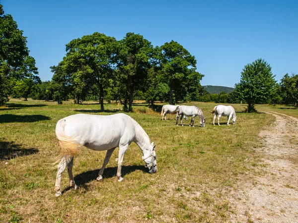 White Lipizzaner Horses — Stock Photo, Image