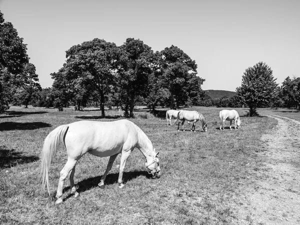 White Lipizzaner Horses — Stock Photo, Image