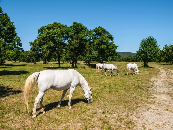 Cavalos Lipizzaner brancos — Fotografia de Stock