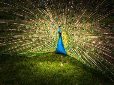 Portrait of peacock with spread feathers clipart