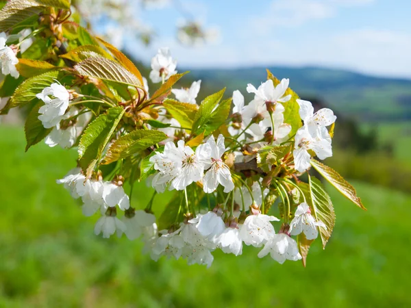 Blommande cherry tree — Stockfoto