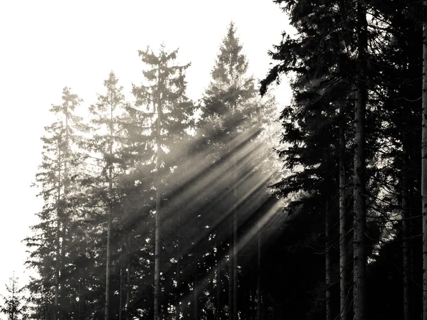 Raggi di sole nella foresta — Foto Stock