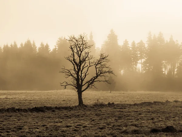 Arbre solitaire dans un paysage d'automne brumeux — Photo