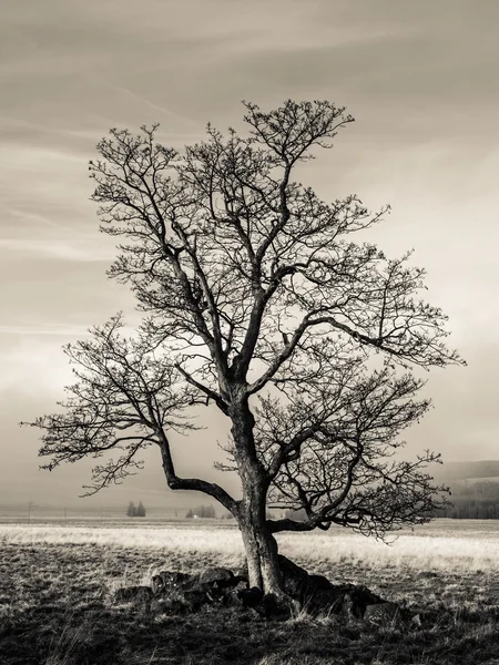 Sonbahar manzara içinde yalnız ağaç — Stok fotoğraf