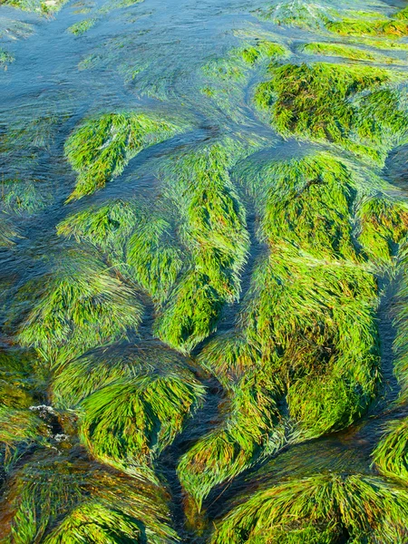 川草や藻の詳細ビュー — ストック写真