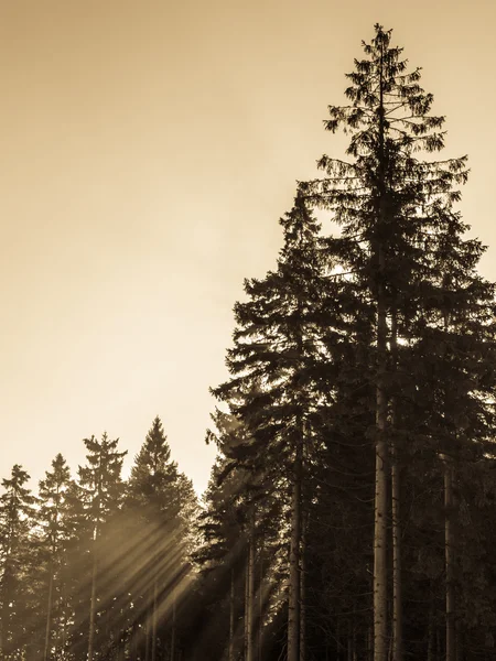 Zonnestralen in het bos — Stockfoto