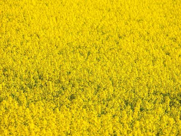 Campo amarillo de planta de colza — Foto de Stock