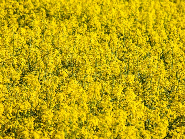 Campo amarelo de planta de colza — Fotografia de Stock