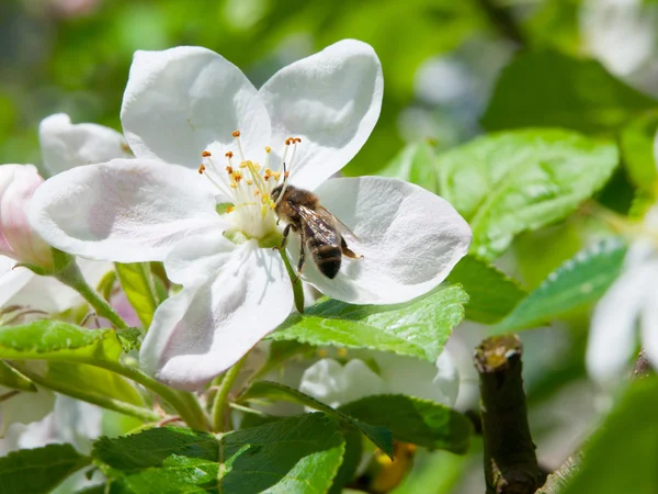 Včelí a cherry blossom — Stock fotografie