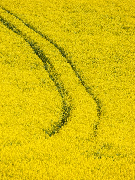 Campo amarillo de planta de colza — Foto de Stock