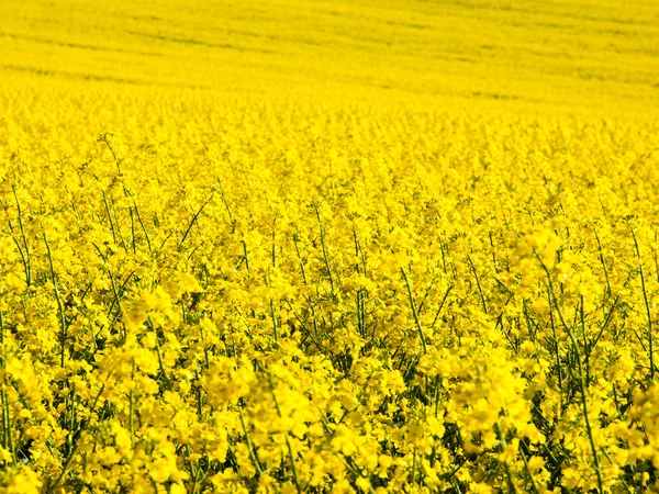 Campo amarelo de planta de colza — Fotografia de Stock