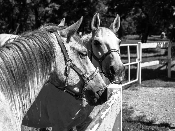 Portret dwóch koni rasy lipicany — Zdjęcie stockowe