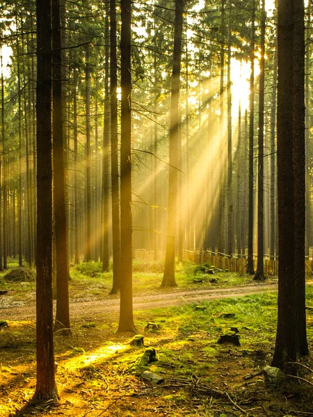 Sun rays shining through forest — Stock Photo, Image