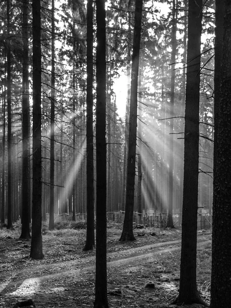 Raggi di sole che brillano attraverso la foresta — Foto Stock