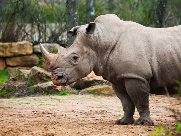 Black Rhinocero - Diceros bicornis — Stock Photo, Image