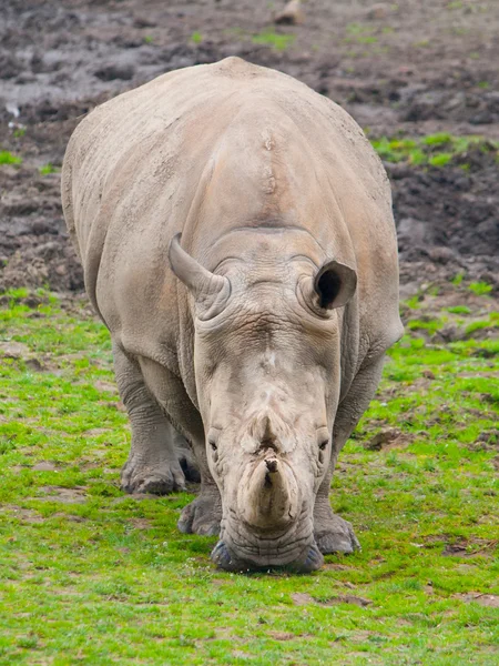 Zwarte Rhinocero - Diceros bicornis — Stockfoto