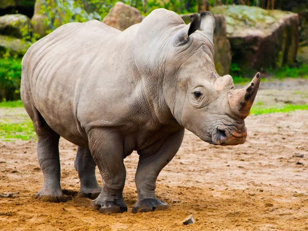 Zwarte Rhinocero - Diceros bicornis — Stockfoto