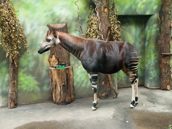 Okapi zsiráf az állatkertben — Stock Fotó