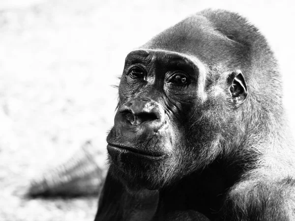 Perfil de primer plano del gorila — Foto de Stock