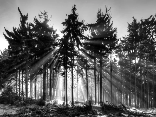 Rayos solares brillando a través del bosque — Foto de Stock