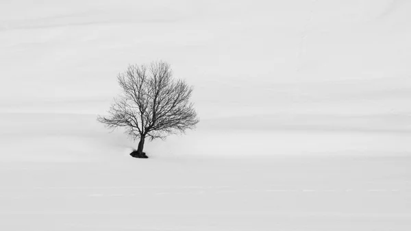 Árbol solitario en el paisaje invernal — Foto de Stock