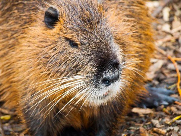 Beaver close up view — Zdjęcie stockowe