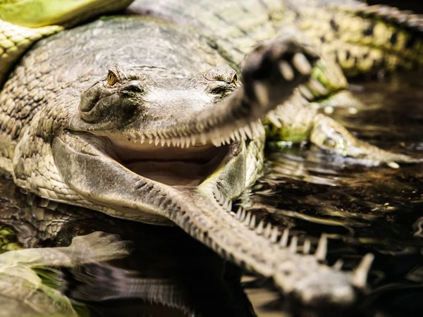 Açık ağız ile gharial — Stok fotoğraf