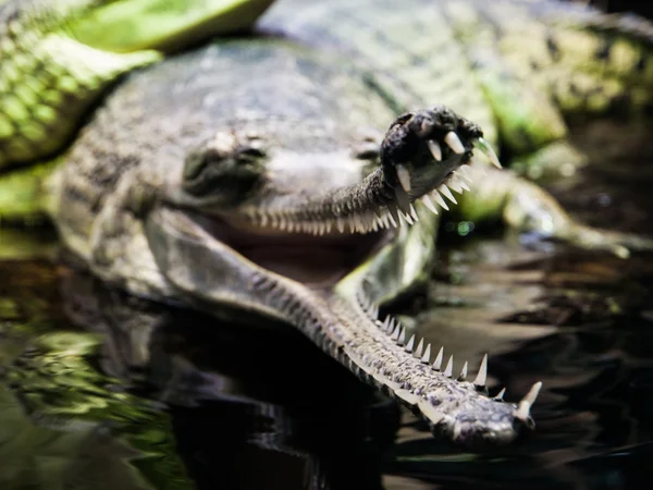 Açık ağız ile gharial — Stok fotoğraf