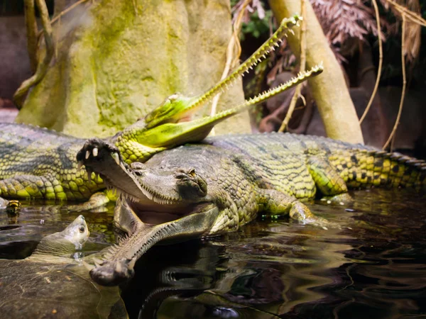 Gharial with open mouth — Stock Photo, Image