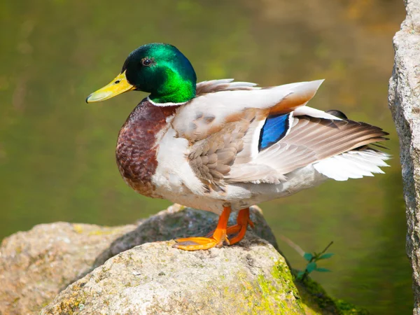 Colorful drake sitting on the rock — Stock Photo, Image